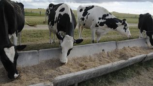 El Niño: ya hubo impactos adversos en Uruguay y se tema seguirán existiendo a corto y mediano plazo.