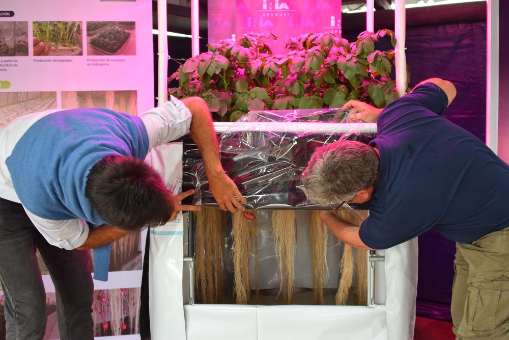 INIA, en su stand en la Expo Rural de Melilla, exhibe la tecnología de aeroponia aplicada a la producción de minitubérculos para granjeros paperos.