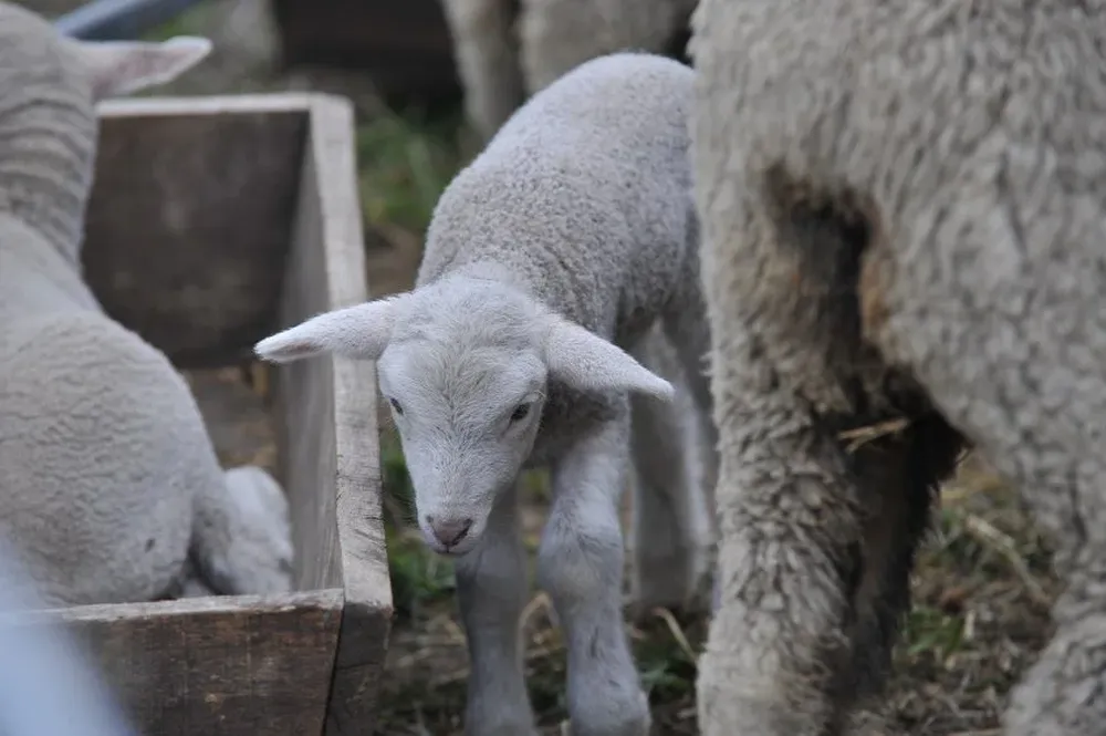 Incrementar la producción ovina es uno de los desafíos
