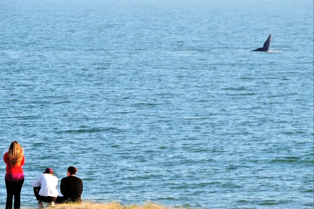 Avistamiento de ballenas en Punta del Este.