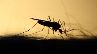 Foto de archivo: mosquitos han vuelto a atormentar a los uruguayos los últimos días