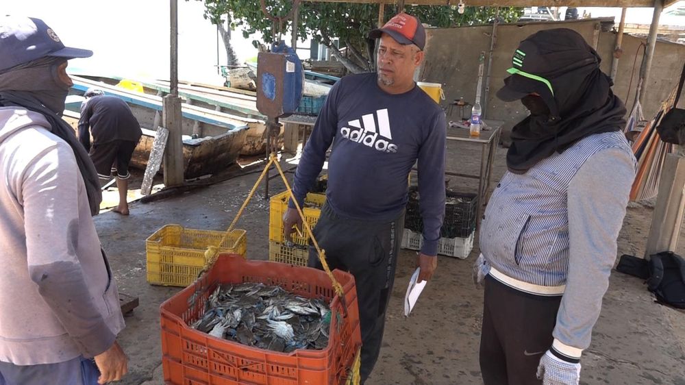 Para 2022, el valor de las exportaciones de cangrejo azul de Venezuela sumaron US$75,6 millones, según la FAO.