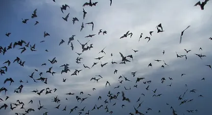 El Observador | 0000323393.webp