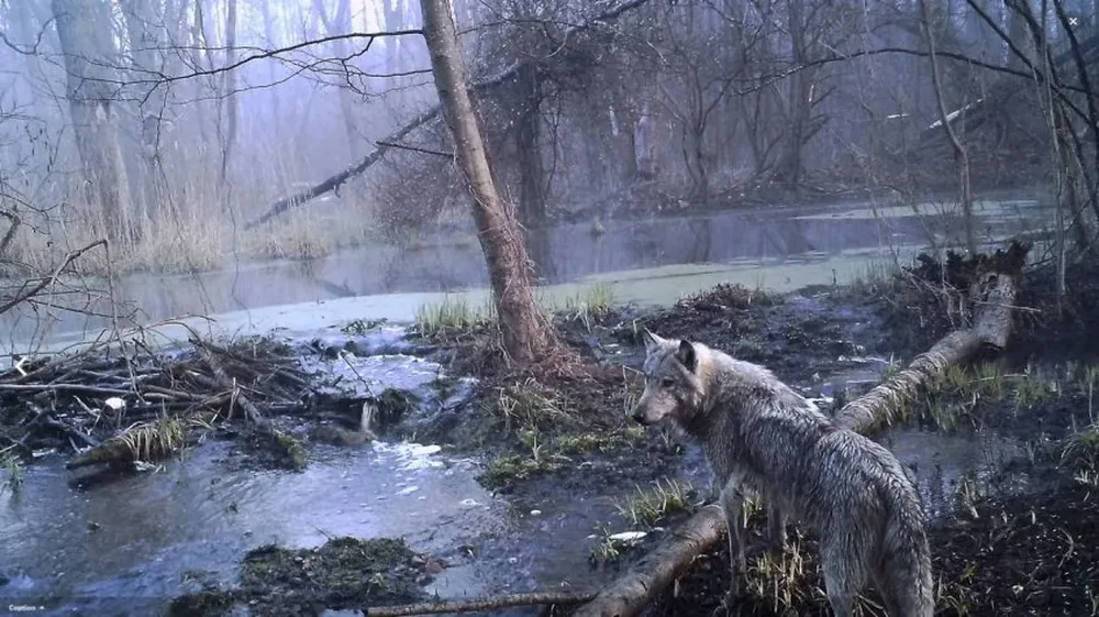 En los bosques contaminados por radiación de Ucrania y Bielorrusia, la fauna ha crecido igualmente por la ausencia de humanos