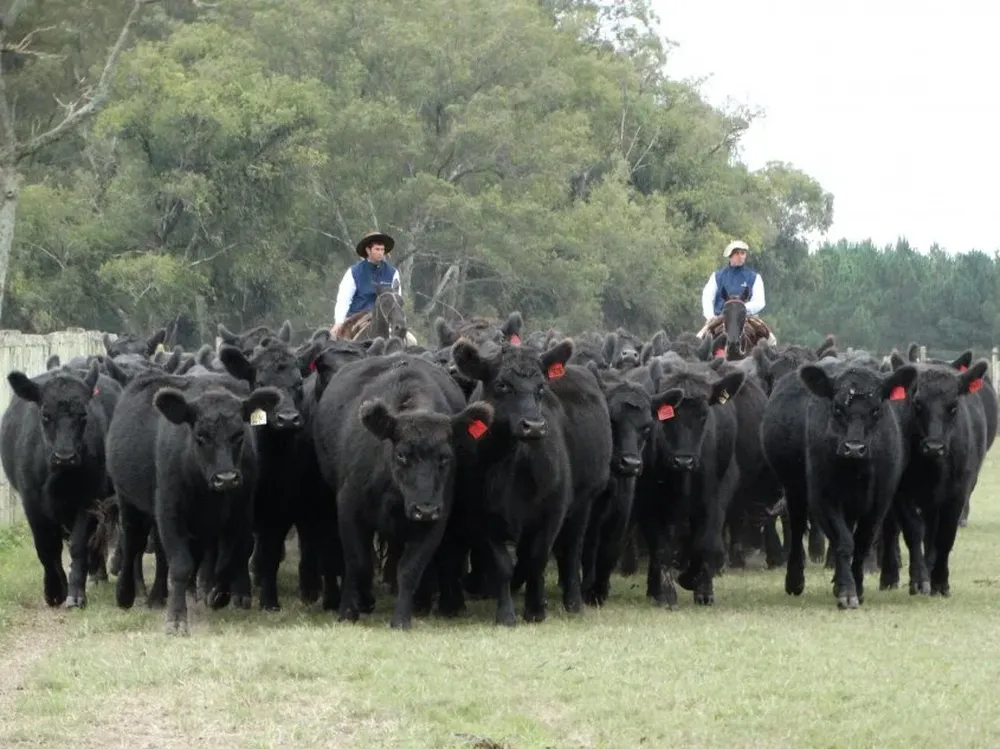 Uno de los lotes presentados en El Maturrango.