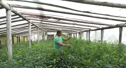 demanda por plantines de robles y nogales crecio en la pandemia