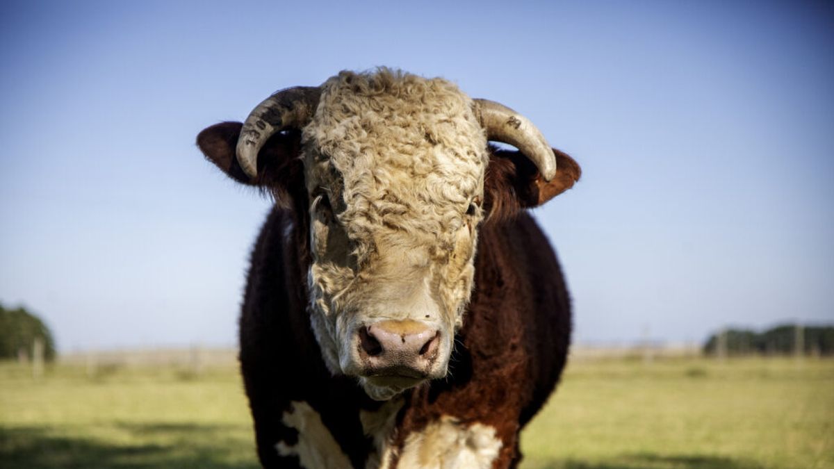 Uruguay atento a las jugadas de Trump y el nuevo orden del mercado mundial de carnes