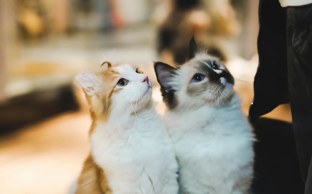 Un estudio publicado en Nature revela la sorprendente capacidad de memoria de los gatos. &nbsp;