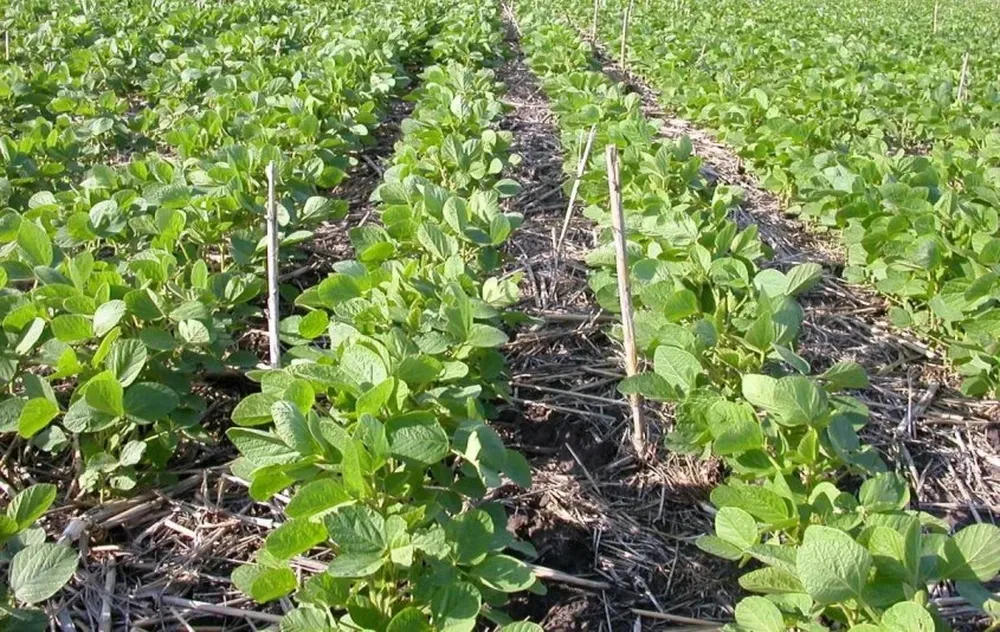 En Argentina hay 2.400 productores que plantan menos de 150 hectáreas de soja