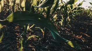 Todos los maíces híbridos cuentan con la tecnología Agrisure Viptera 3