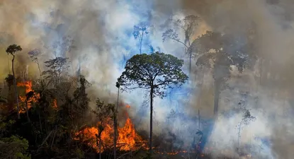 Brasil es responsable de un 55,6% del total de cobertura arbórea perdida en 32 Estados de la región entre 2010 y 2019.