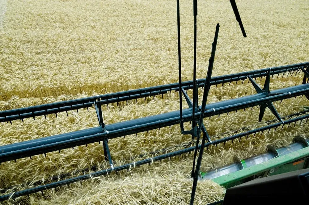 Luego de una zafra en la que repuntó, el trigo todavía genera incertidumbres para la próxima