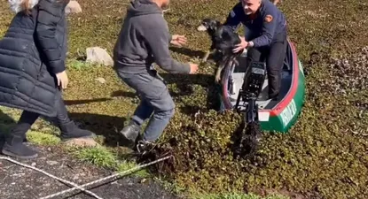 Así rescataban a la perra en la Laguna del Diario