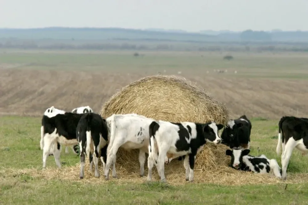 La producción lechera en una encrucijada.