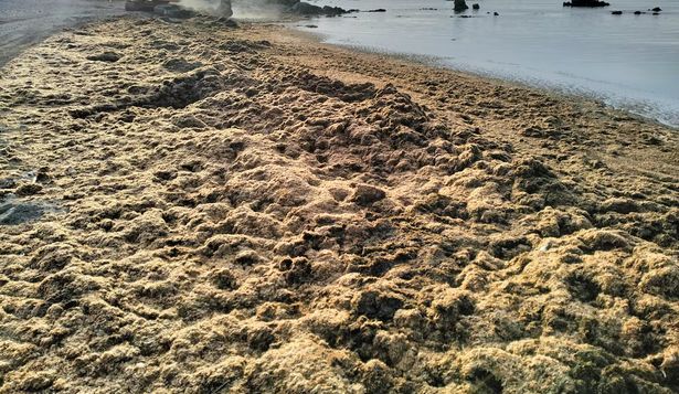 La ‘Rugulopteryx okamurae’, afecta las aguas de Málaga y Cádiz.