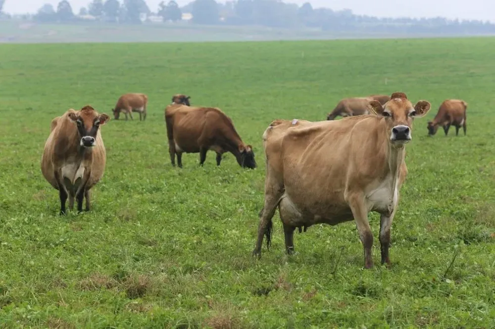 Con costos iguales a 2012 obtienen un volúmen de pasturas casi el doble que hace cinco años.