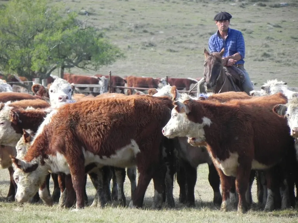 Productores pueden alimentar a sus rodeos al costados de rutas y caminos.