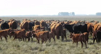 El Observador | 0002487358.webp