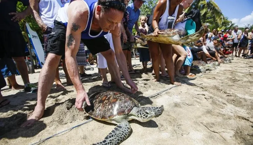 Indonesia. Varios turistas ayudan a la Policía Marítima a poner en libertad varias tortugas