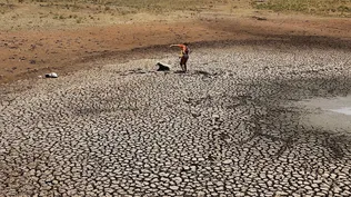 En Artigas comenzó a morir ganado debido a la falta de agua y alimento en los campos.