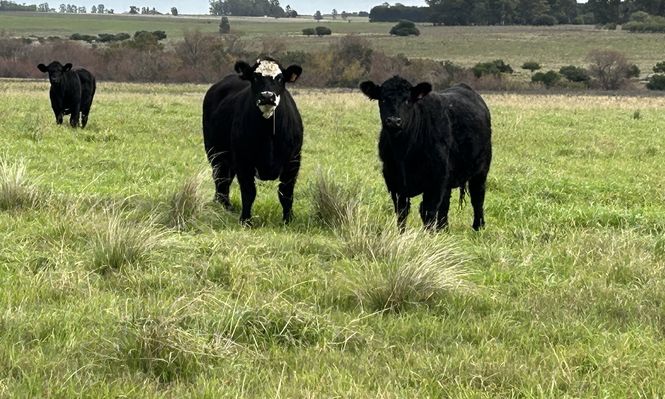 El origen de la carne uruguaya exportada con una certificación hasta ahora inédita.