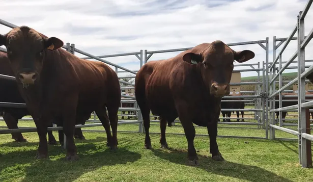 Indarte y Cía ofertará rematará toros este viernes en Río Negro.