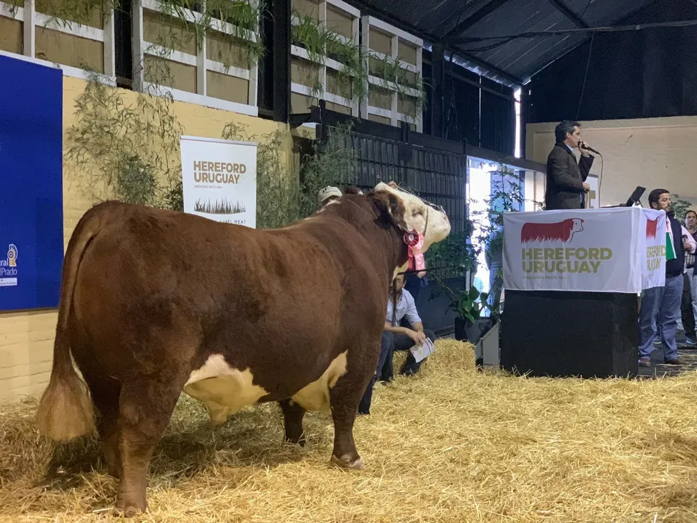 El toro que logró la mejor cotización.