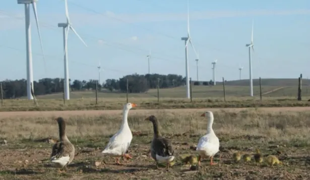 Parque eólico de UTE aprobó las ganancias que repartirá entre sus accionistas