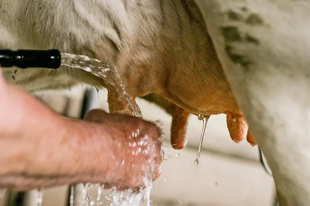Precios firmes y buen tiempo aseguran la producción lechera uruguaya