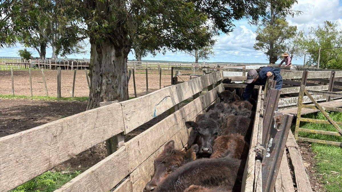 MGAP informó sobre su gestión en brucelosis y remarcó que el objetivo no es solo detectar la enfermedad