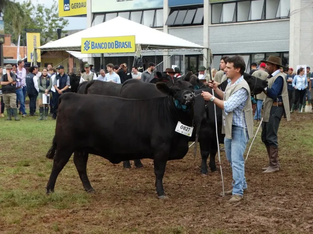 La vaquillona con genética uruguaya de Bayucuá ayer en Expointer