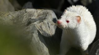 Descubre por qué los animales albinos tienen ojos rojos y cómo esta condición afecta su vida en la naturaleza.  