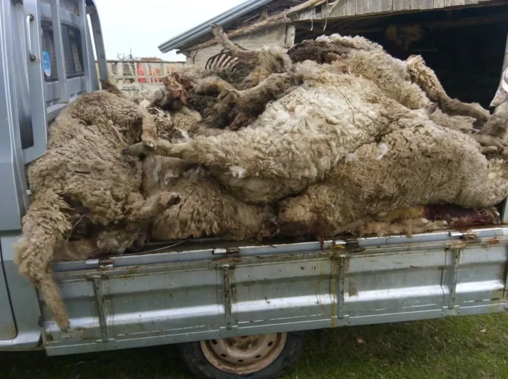 Ovinos muertos por ataques de perros, una noticia casi diaria.