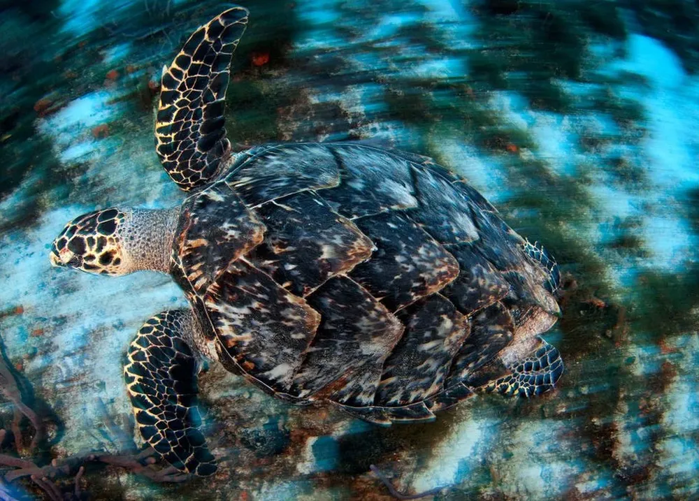 El científico pudo demostrar en su tesis doctoral que Cuba no tenía derecho a pescar careyes, una especie de tortugas marinas en peligro de extinción.