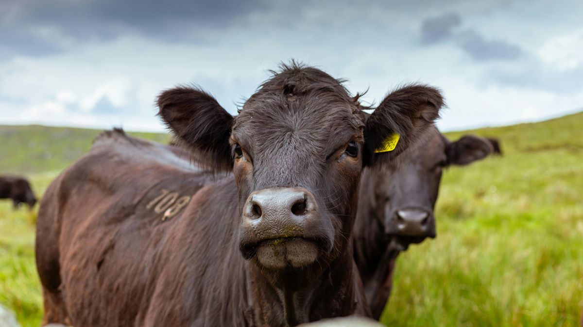 La Tribuna del Agro: la Mosca de la bichera tras el cambio de gobierno, ¿y ahora qué?