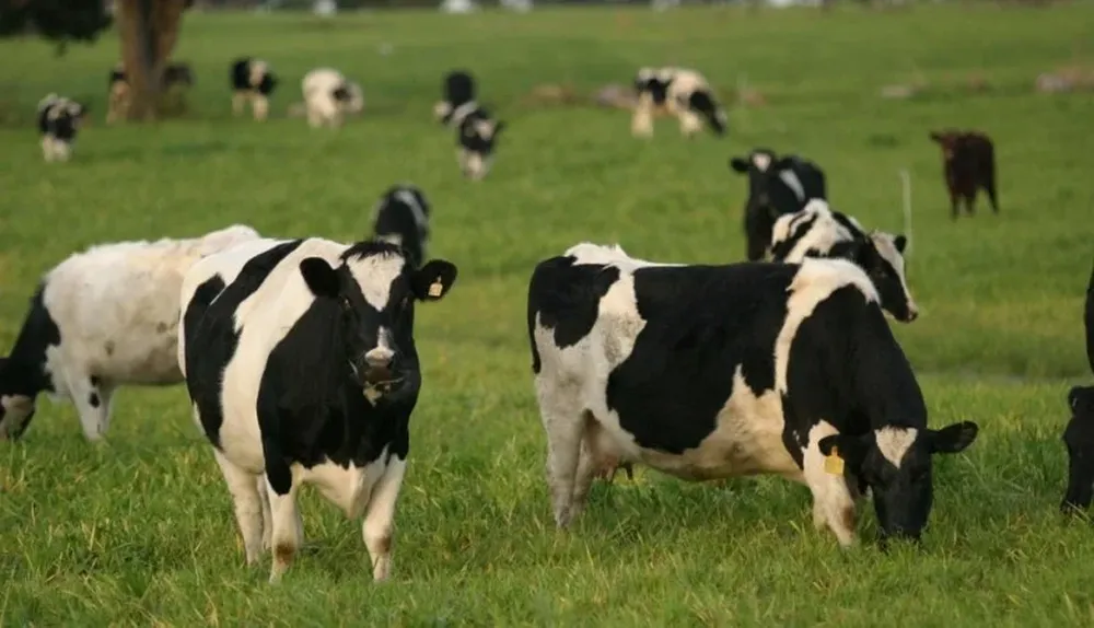 Los tamberos también deberán cuidar los suelos