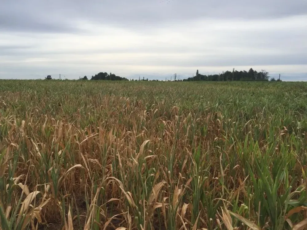 A nivel agrícola, sería deseable que haya condiciones neutras hasta avanzada la primavera