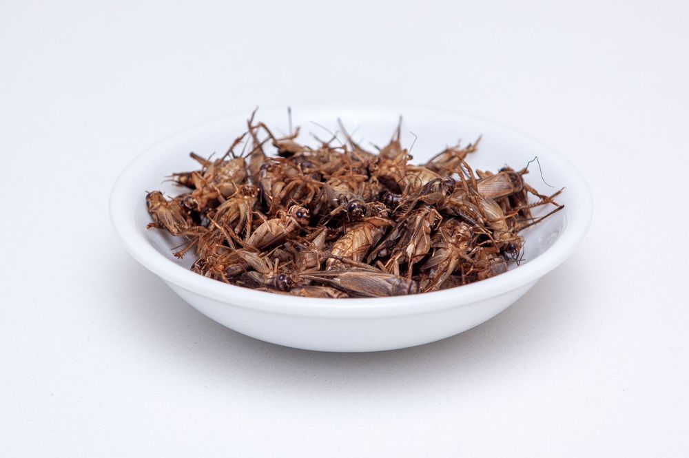 En el mundo occidental, un plato de grillos no abren mucho las papilas gustativas, pero son muy altos en proteína.