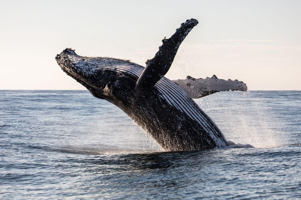 Uno de los éxitos que se busca ampliar es el que se ha tenido con la conservación de mares y océanos.