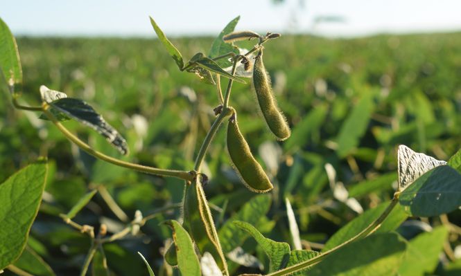 Soja: un precio al ritmo de la guerra.