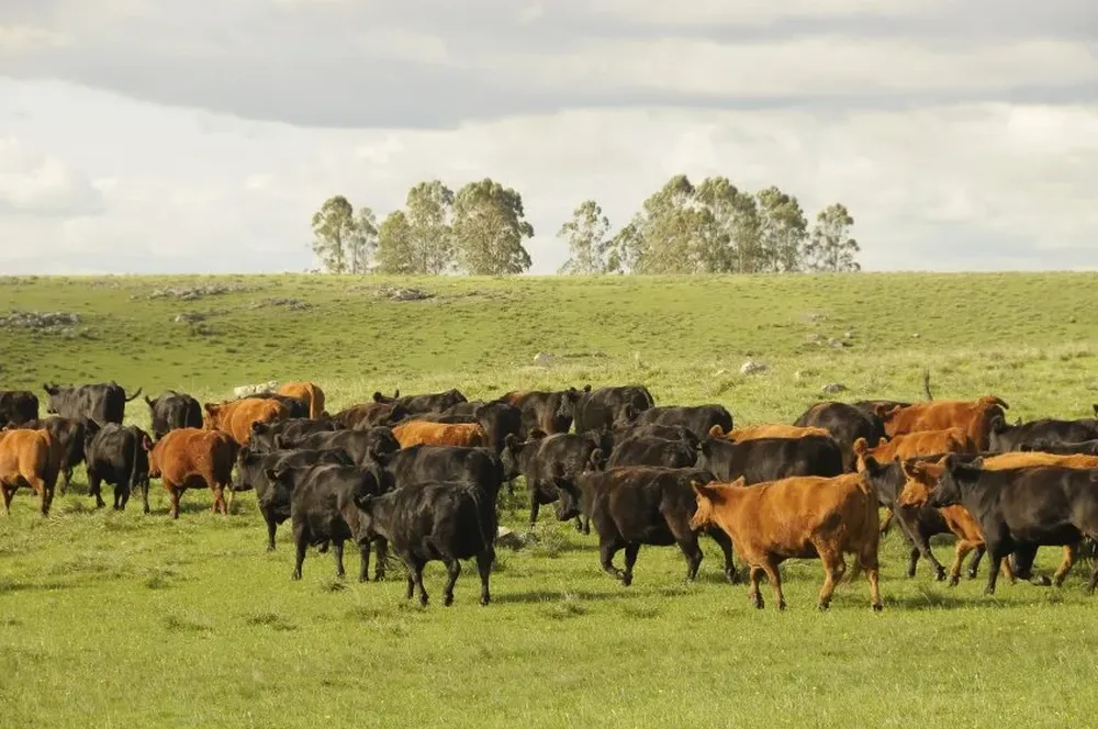 Álvaro Díaz Nadal, Juan Diego Scaron y Ana Cabrera.