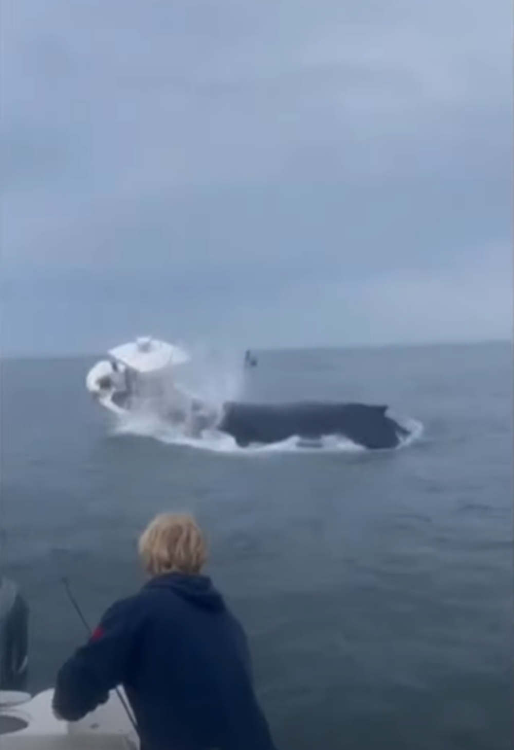 Captura del video de la ballena hundiendo el barco