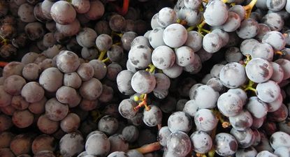Uva, protagonista en febrero, con una nueva vendimia en desarrollo.