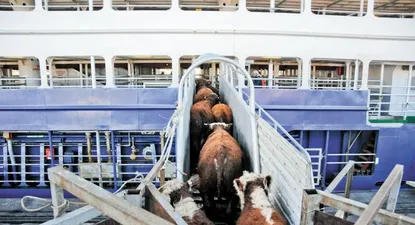 Uruguay exportó 61.974 animales vivos en 2022.
