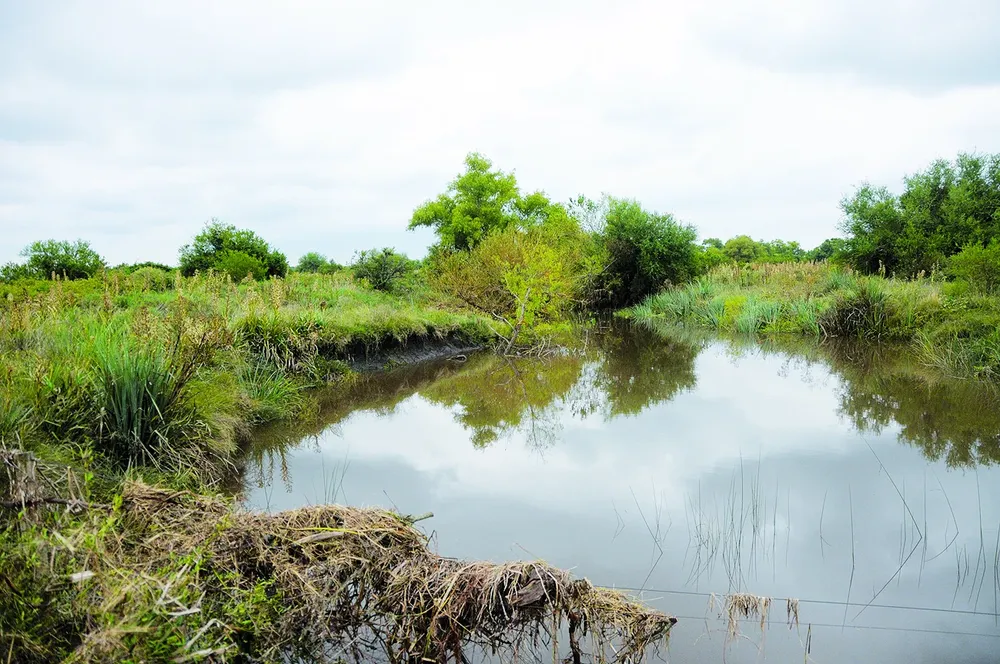 La contaminación hace estragos
