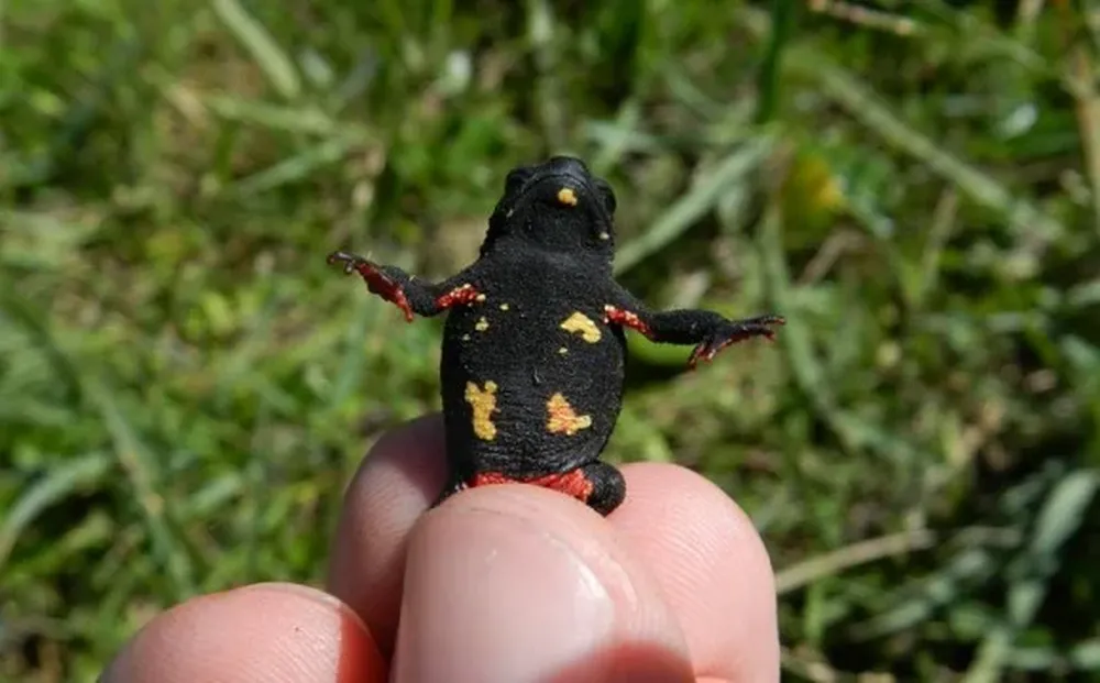 El sapito de Darwin vive casi exclusivamente en Uruguay. A nivel nacional se lo considera “en peligro” y está “vulnerable” a nivel global