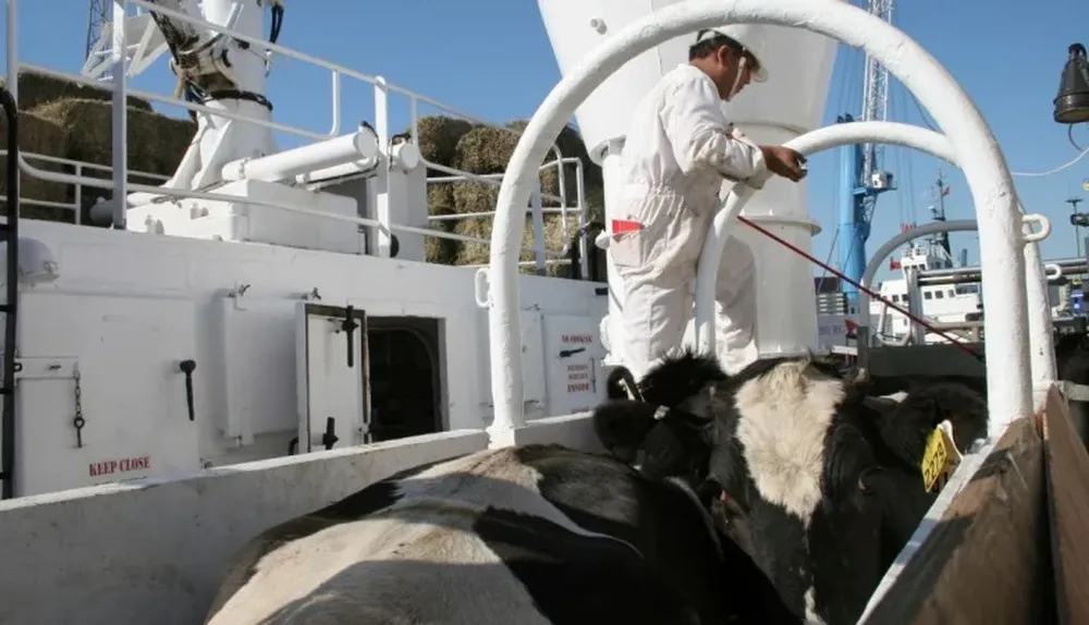 Durante el año 2014 se exportaron 33.757 hembras Holando a China
