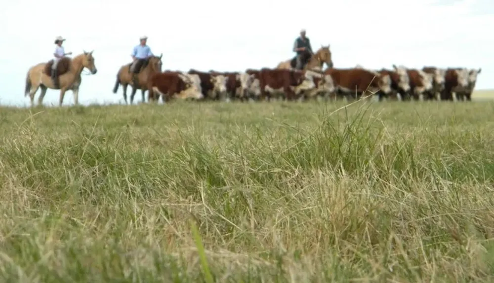 Productores ganaderos, en campos de Uruguay.