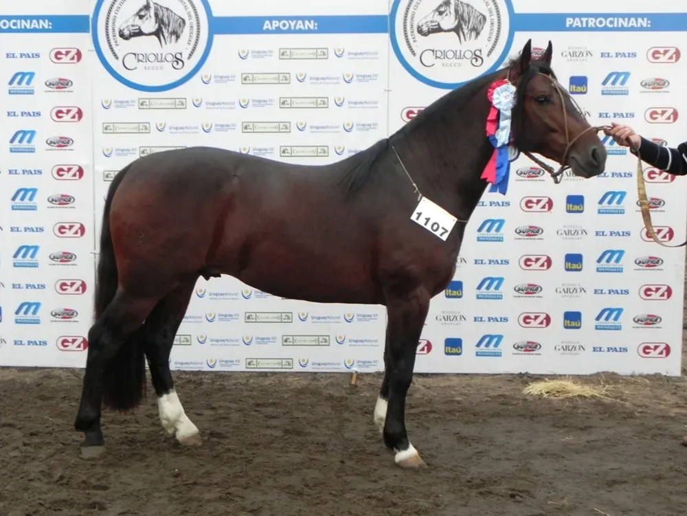 El Gran Campeón Macho y Mejor Ejemplar Sin Distinción de Sexo