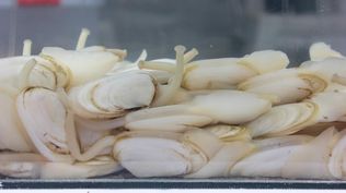 Almejas amarillas.